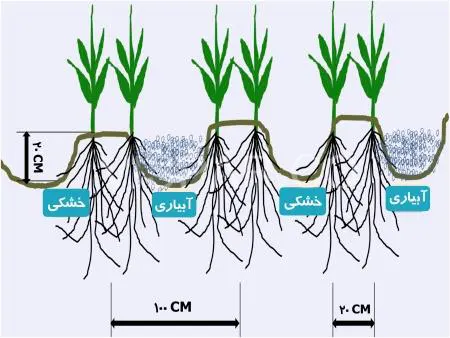 کم آبیاری و تاثیر آن بر گیاهان