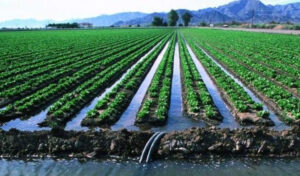 آبیاری غرقابی چیست