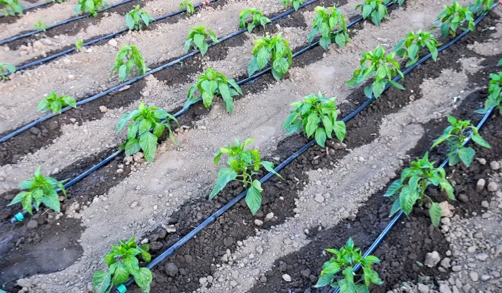 علت جمع شدن گل و گرفتگی نوارتیپ