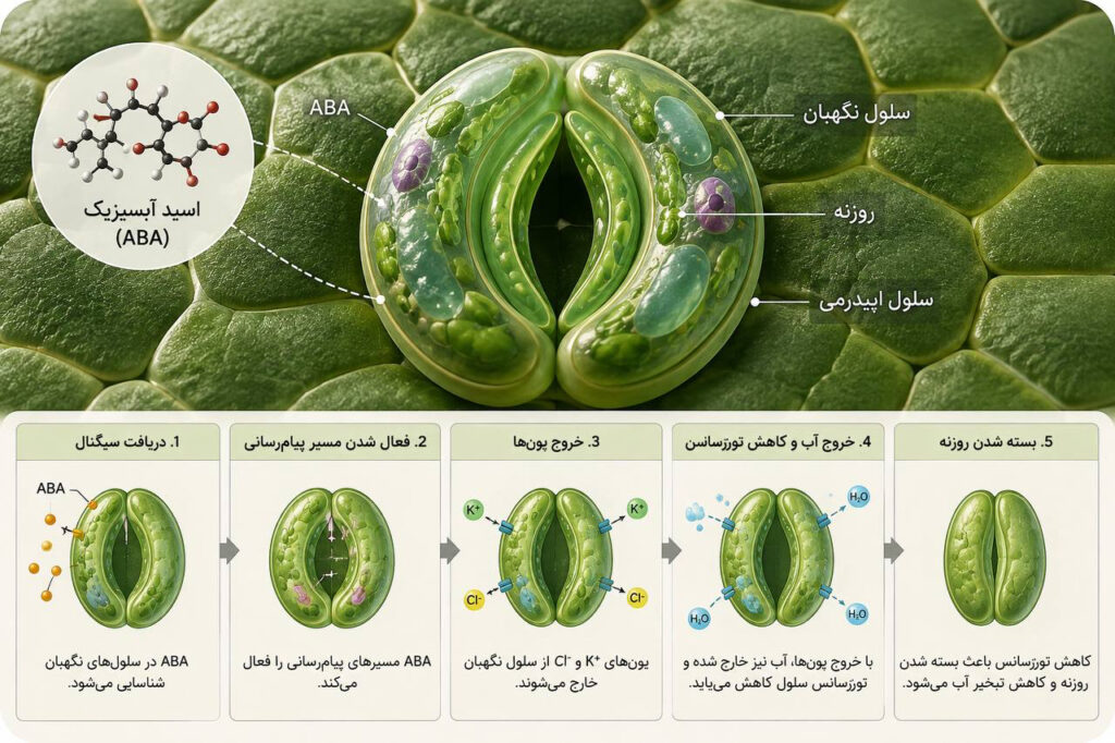 تنش خشکی در گیاهان